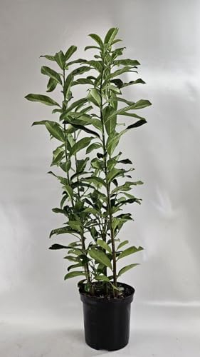 25st. Kirschlorbeer Genolia® 60-80cm im Topf Heckenpflanzen Kirschlorbeeren aus der Baumschule schlank wüchsige Sorte