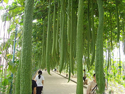 Organic Green Long Oval Luffa Vegetable Seeds Towel Gourd Loofah Seeds 10 Particles/Package