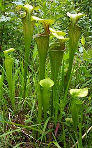 5 Green Pitcher Plant Seeds
