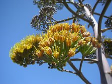 Seltene Agave parryi @ Saftige Mescal Jahrhundert-Anlage Exotischer Garten Samen - 15 Samen