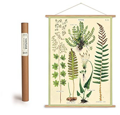 Cavallini Vintage Poster Set mit Holzleisten (Rahmen) und Schnur zum Aufhängen, Motiv Farn, Farne