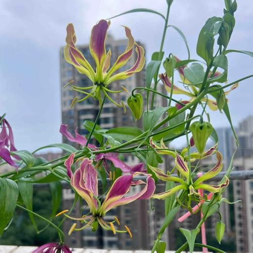 3 pcs Flammenlilien - Zwiebeln Pflanzen kletterpflanze winterharte pflanzen Gloriosa superba geschenke frühlingsblumen bonsai topf luftreinigende zimmerpflanzen frühlingsblüher zwiebeln