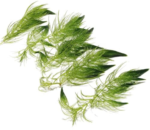 K2AQUA 5 x Ceratophyllum Demersum Hornwort Live Aquatic Plant for Aquarium Fish Tank Shrimp Pond Oxygenating Fast Growing Freshwater Easy Care Lush Green Decoration Natural Habitat