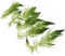 K2AQUA 5 x Ceratophyllum Demersum Hornwort Live Aquatic Plant for Aquarium Fish Tank Shrimp Pond Oxygenating Fast Growing Freshwater Easy Care Lush Green Decoration Natural Habitat