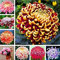 . 100 PC mischt Chrysanthemum Blume, Perennis Zimmerpflanzen, Chrysantheme, Pflanzen sind einfach, Budding Rate von 95%: Mix