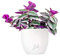 Tradescantia Nanouk Altezza 30 cm, Pianta Vera, Pianta da Interno, Vaso Artigianale in Terracotta - Bianco Perlato