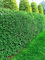 15 Green Privet Hedging Evergreen Plants Fast Growing Shrubs 25-40cm Potted Sunnyside Nurseries
