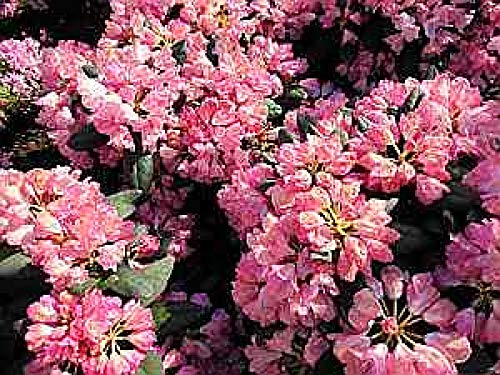 Ball-Rhododendron Polaris - Rhododendron yakushimanum Polaris (25-30)