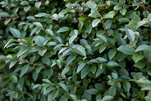 10 x Ligustrum lucidum (Gehölz/Heckenpflanze/Winterhart/Mehrjährig/Immergrün) Glänzender Liguster - Immergrün und majestätisch in jeder Jahreszeit - toller Duft - von Stauden Gänge