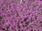 Thymus serpyllum ca. 9x9 cm Topf - Sand-Thymian, rosa Blüten, Blütezeit Juni-August, ideal für Steingärten, bienenfreundlich, pflegeleicht
