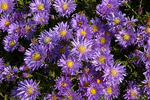 Aster dumosus 'Blaue Lagune' ca. 9x9 cm Topf - Kissen-Aster, blaue Blüten, Blütezeit August-Oktober, ideal für Rabatten, bienenfreundlich, pflegeleicht