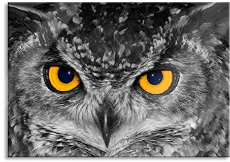 Pixxprint Glasbild, Wandbild aus Echtglas, Eule mit Augen, 100x70 cm, inkl. Aufhängung und Abstandshalter