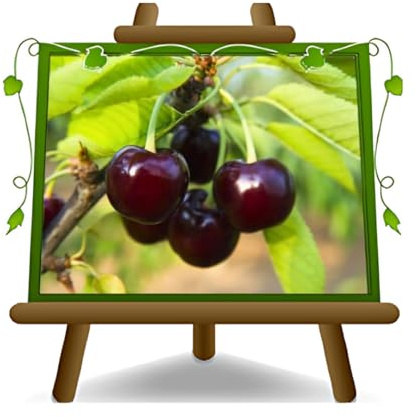 EURO PLANTS VIVAI Sauerkirschbaum Visciola di Ciociara – Alte Sorte, Obstpflanze im Topf Ø 24/26 cm — Höhe 160-180 cm, Alter: 4 Jahre — Prunus cerasus – Italienische Baumschule