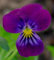 35+ Viola Cornuta Enrico Fiore Viola Semi/Perennial Shade: Seeds Only : Seeds Only