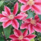 Clematis Dr. Ruppel 60 -100 cm 2 L Co.