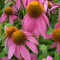 6x Scheinsonnenhut 'Kim's Knee High' - Echinacea purpurea ‘Kim's Knee High’® - Kleincontainer 9x9cm