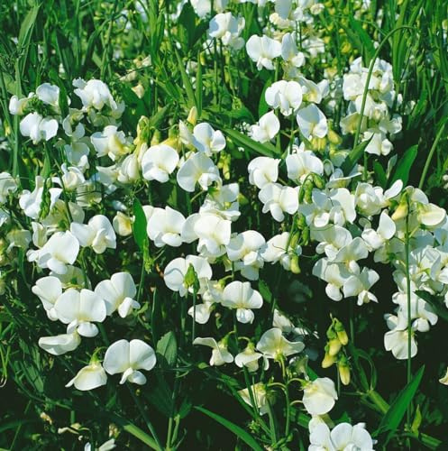 Breitblättrige Platterbse 'Weiß' im Topf Lathyrus latifolius Staudenwicke | Kletternd, rankend, weiße Blüten Juni bis September, sonnig bis halbschattig, Rankgerüst, winterhart bis -20 °C