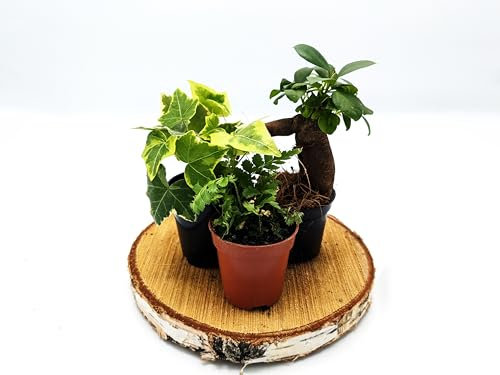 Forest Plant Bundle • Closed Terrarium Plants • Fern, Ficus Ginseng, Ivy