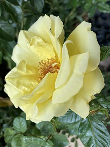 Yellow Climbing Rose Bush 'Arthur Bell' (Containerised 2 Litre Pot) Free UK Postage