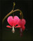 100 Stk / Beutel 20 Farbe Dicentra Spectabilis Samen Bleeding Herz klassische Hüttengartenpflanze, herzförmige Blume, ferny Laub