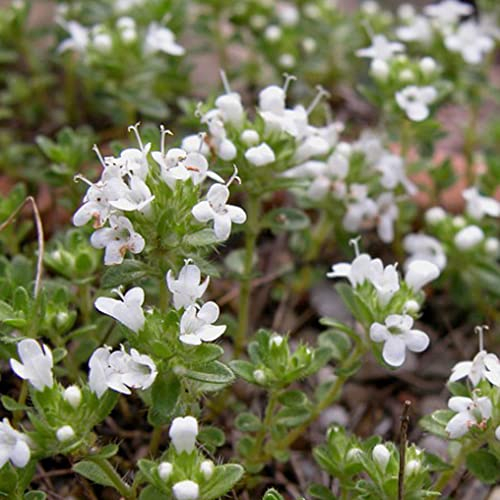 10 Stück Thymus praecox 'Albiflorus' von Intragarten weißer Thymian Bodendecker im Topf