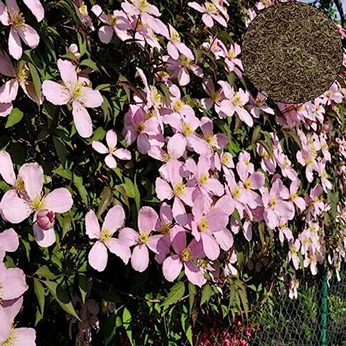 100 Teile/beutel Clematis Samen Gesunde Einfach zu Pflanzen DIY Haus Dekorative Pflanzen Samen Blume Obst Baum Gemüse Samen Rosa Clematis-Samen
