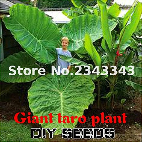 100pcs Alocasia macrorrhiza Semi taro gigante Seed Garden Elephant Ear Taro piante ornamentali foglie commestibili Tubero Viola
