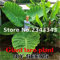 100pcs Alocasia macrorrhiza Semi taro gigante Seed Garden Elephant Ear Taro piante ornamentali foglie commestibili Tubero Viola