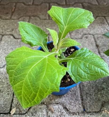 Yacon pianta di smallanthus Sanchifolius su vaso cm 14 in confezione da 2 piante