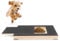 MoYouno Dog Nail Scratch Board File with Treat Box, Wooden Dog Scratch Pad, Self Scratcher, Nail Grinder Toy (L)