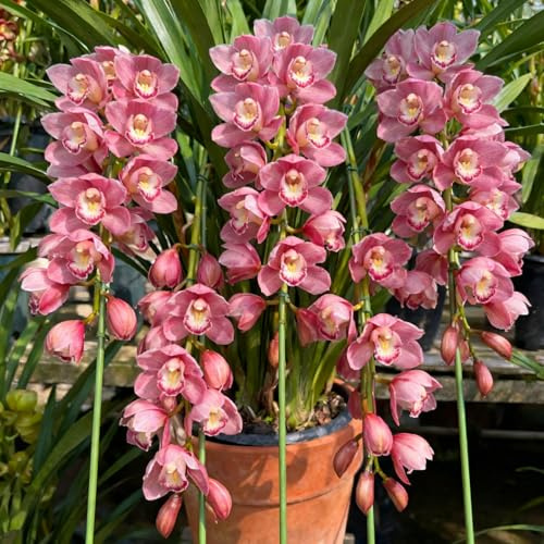 MehrjäHrig Phalaenopsis Orchideen, Das Bunt Gemischte, Ideal für Balkon & Terrasse, Exklusive Cymbidium Orchidee, Winterhart, Top QualitäT,-10zwiebelns-B