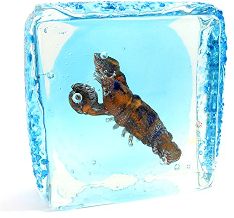 Bonboniere Acqurio Hummer aus Murano-Glas