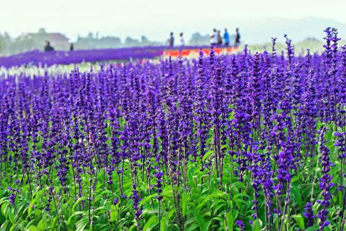 2000 semi, semi di salvia blu zaffiro (Salvia farinacea)