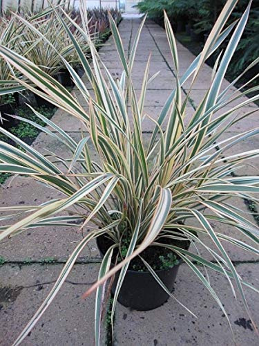 Neuseelandflachs Golden Ray - Phormium tenax Golden Ray