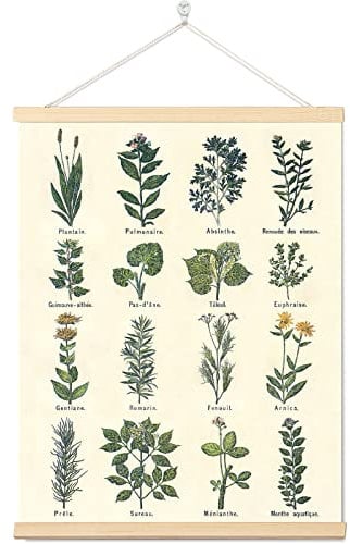 Vintage-Kräuter-Poster, Drucke, botanische Wandkunst, hängende Dekoration, antike Pflanzenbilder, Wandkunst, grünes Cottagecore-Poster, Naturpflanze, Leinwand, zum Aufhängen, Gemälde für Zuhause,