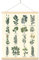 Vintage-Kräuter-Poster, Drucke, botanische Wandkunst, hängende Dekoration, antike Pflanzenbilder, Wandkunst, grünes Cottagecore-Poster, Naturpflanze, Leinwand, zum Aufhängen, Gemälde für Zuhause,