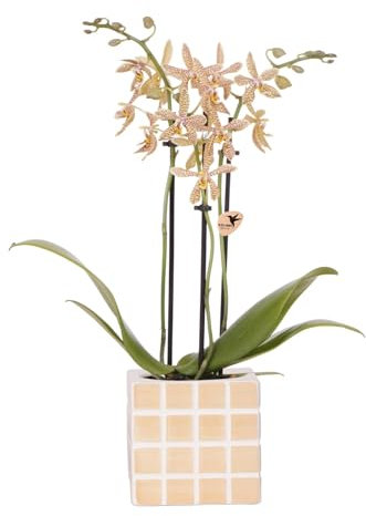 Kolibri Orchids | Orange 'Spider' Orchidee + Mosa Ziertopf Orange - Topfgröße Ø9cm | Blühende Zimmerpflanze - Frisch vom Züchter