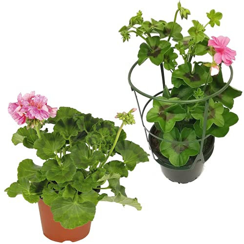 Geranio Zonal y Murciana o Gitanilla Lote de 2 Plantas con Flor de Exterior