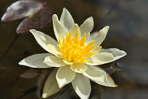 Nymphaea x cult.'Marliacea Chromatella' P 1 Garten-Seerose 'Marliacea Chromatella',winterhart, deutsche Baumschulqualität, im Topf für optimales anwachsen