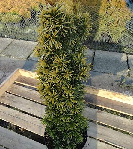 Gelbe Säulen Eibe Standishii 30-40cm - Taxus baccata - lebende Gartenpflanze aus den Baumschulen