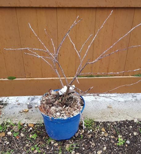 Prunus avium CHERRY BABY® 'Porthos' / Cerisier nain/Conteneur de 3 à 4 litres/Fruitier