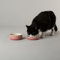 Scruffs Ombre 2pc Cermaic Cat Food & Drink Bowl Set - Pink