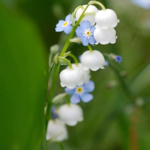 Lily of The Valley Garden Flower Bulbs - Cold and Moisture Resistant, Suitable for British Planting, Fragrant.Hardy Perennial, Excellent Display-15bulbs-B