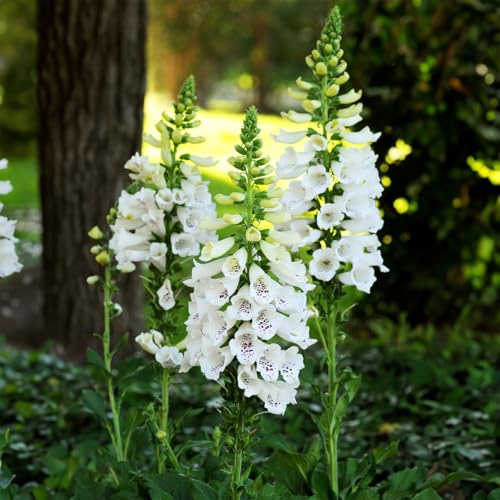 Bloomique - 6er - Set - Fingerhut Purpur, Dalmatinerweiß - Reichblühend - Winterhart - Mehrjährig - Höhe 10-20 cm - Topf 9 cm