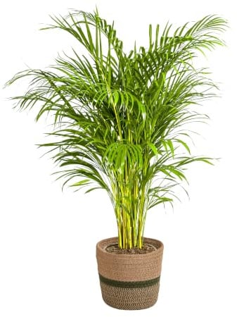 Palma d'oro Dypsis Areca Lutescens con cesto, altezza 120-140 cm, diametro 24 cm | Pianta da interno purificante per interni, cestino decorativo, palma tropicale Areca, per soggiorno e ufficio