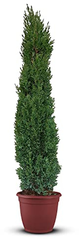 Tropictrees Italienische Zypresse Winterhart, Cupressus Sempervirens Totem160 cm Höhe, Schlanke Immergrüne Koniferen-Zypressen, Strauch Bäume für Garten und Einfahrt