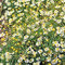 Camomilla Romana - Chamaemelum nobile - 2500 Semi