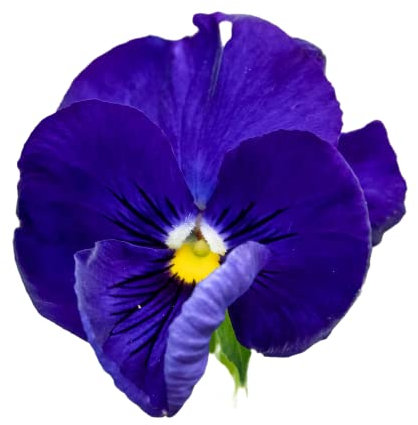 Pansy Plants, 'Blue Blotch', 20 x Full Plant Pack, Winter Bedding Plants, Winter Pansies, Garden Flowers, Flowering, Garden Ready and Ready to Plant, Premium Quality Flowers