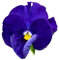 Pansy Plants - 'Blue Blotch' - 20 x Full Plant Pack - Pansies - Garden Ready - Ready to Plant - Premium Quality Bedding Plants