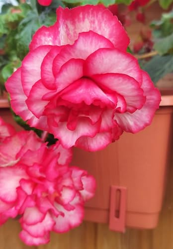 Ausverkauf Begonienzwiebeln : Begonia - Begonie  Marmorata  1 Blumenzwiebel/Knolle